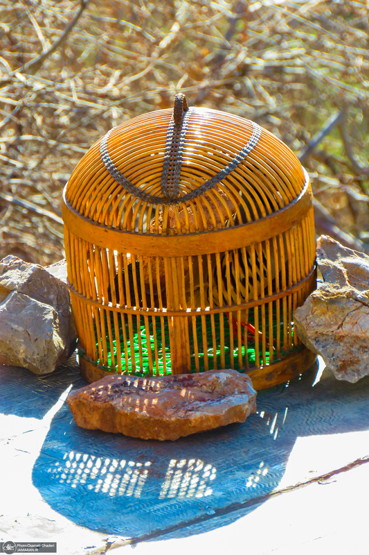 طبیعت بکر و بی‌نظیر نودشه