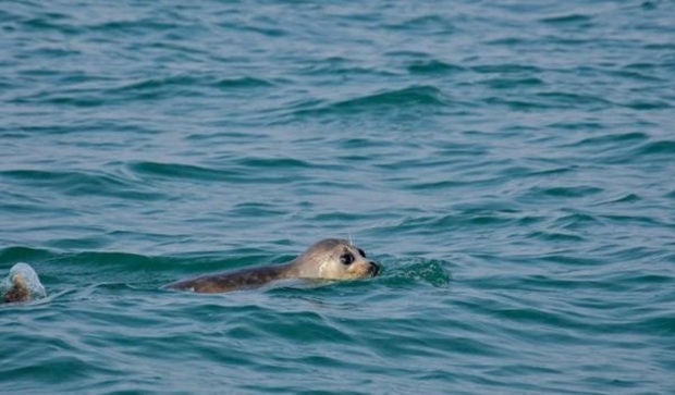 سایه انقراض بر سر فک خزر