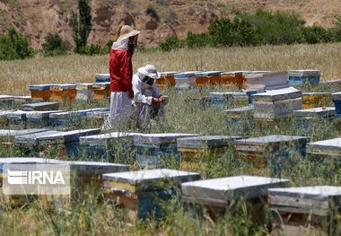 طرح سرشماری کلنی‌های زنبور عسل در همدان آغاز شد