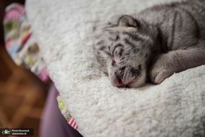 منتخب تصاویر امروز جهان- 17 دی