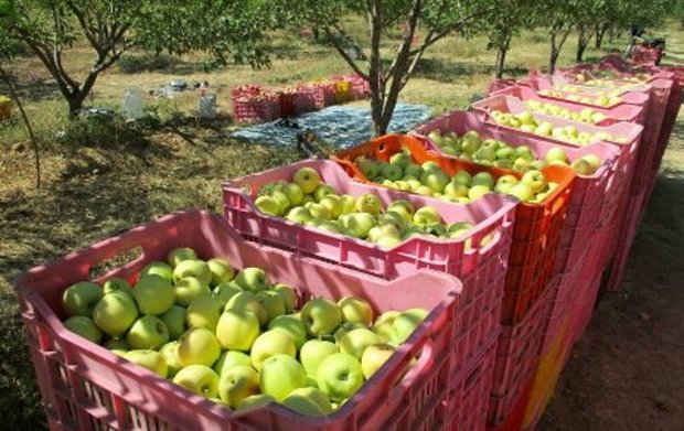 117 هزار تن میوه سیب در کهگیلویه و بویراحمد برداشت شد