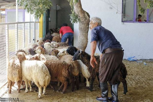 شهرداری تهران برای عرضه دام در ایام محرم ۳ مرکز ایجاد می‌کند