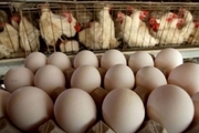 صادرات تخم مرغ خوراکی از استان مرکزی ۱۰۰ درصد افزایش یافت
