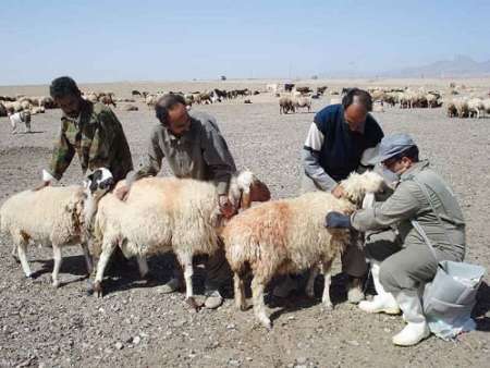 65 هزار راس نوبت سر دام در شهرستان بشرویه واکسینه شدند