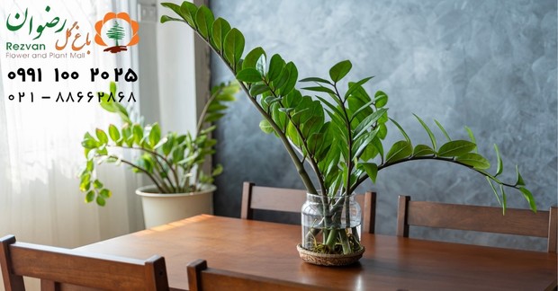 5 علت زرد شدن برگ زاموفیلیا + راه درمان