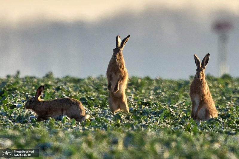 منتخب تصاویر امروز جهان - 1 و 2 فروردین 1404