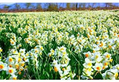 عطر نرگسزارهای مازندران در گل فروشی های کشور