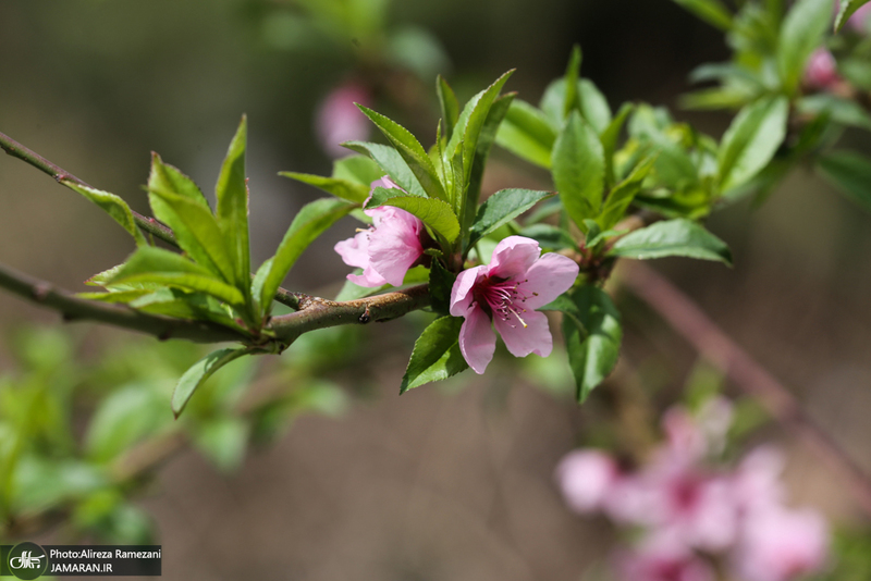 شکوفه های بهاری تهران