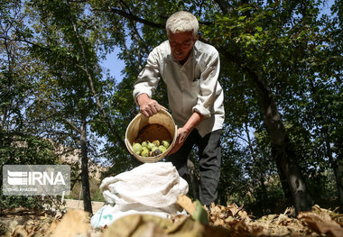پیش‌بینی برداشت بیش از ۵۴ هزار تن گردو از باغات همدان