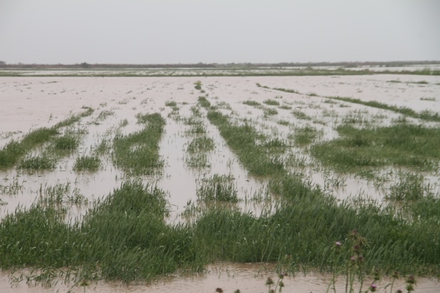 سیل 2 هزار و 760 میلیارد ریال به بخش کشاورزی شوش خسارت زد