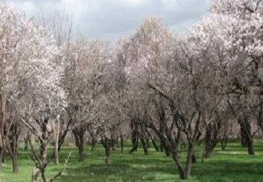 دوستداران طبیعت خواستار حفظ و احیاء باغستان های سنتی قزوین شدند