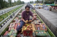 کشاورزان میوه کشمیر با ضررهای هنگفتی مواجه شدند (9)