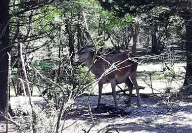 تولد یک رأس بره مارال ایرانی در آستارا