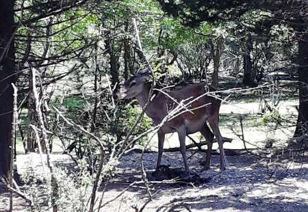 تولد یک رأس بره مارال ایرانی در آستارا