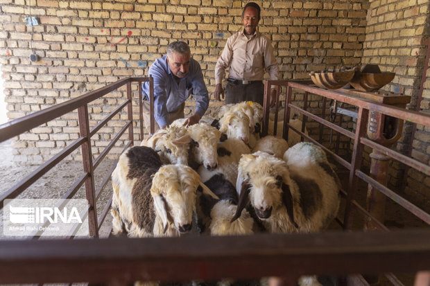 سامانه جامع اطلاعات دام و طیور در استان تهران راه‌اندازی شد