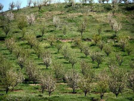 توسعه باغ  در 20هزار هکتار از اراضی شیب دار خراسان شمالی اجرا می شود