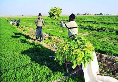 86 تعاونی روستایی در استان مرکزی ثبت شد