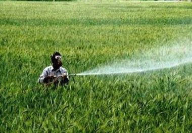 مبارزه با سن مادری غلات در اراضی خراسان شمالی ادامه دارد