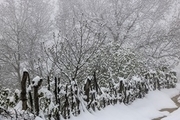 بارش برف بهاری در آواجیق چالدران  عکس
