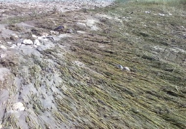 سیل 173میلیارد ریال به کشاورزی خراسان شمالی خسارت زد