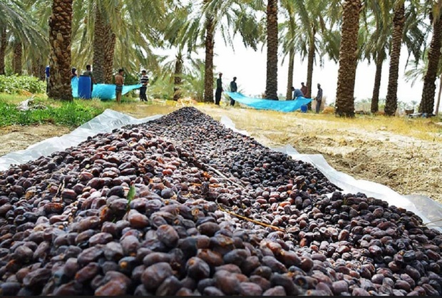 روسیه و گرجستان مشتریان اصلی خرمای خوزستان هستند