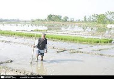 آبیاری تناوبی ،راهکار اصلی برای تداوم شالیکاری در مازندران