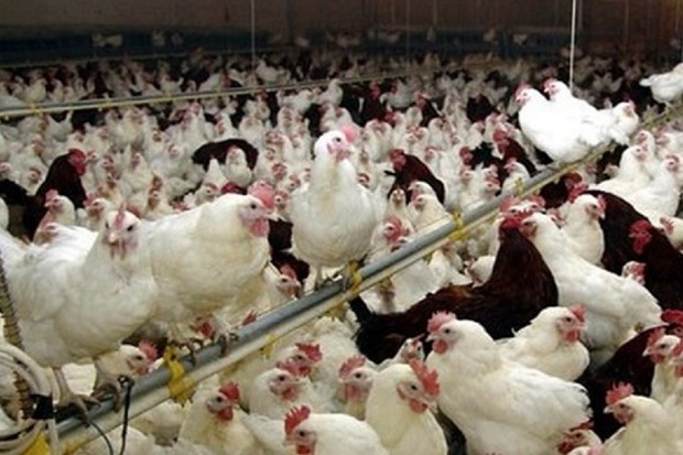 24 واحد مرغداری صنعتی در ایرانشهر فعال است