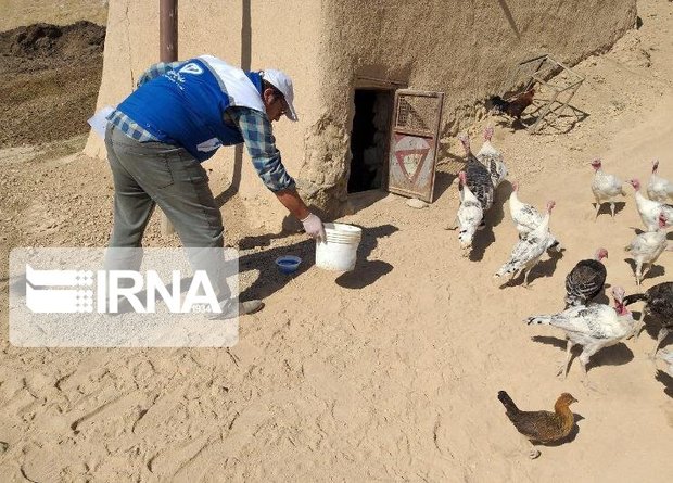 طرح واکسیناسیون طیور روستایی در کردستان آغاز شد