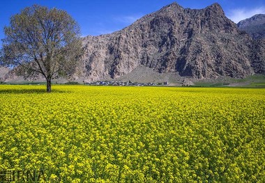 کشاورزان، کشور را از واردات روغن بی نیاز می کنند