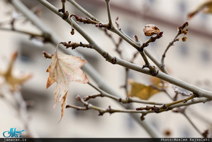 تصاویر زیبایی از برف امروز تهران 