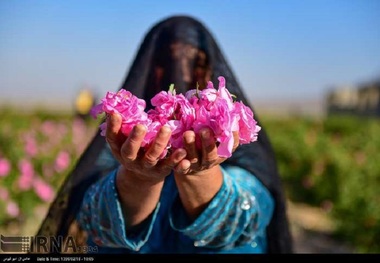 برداشت گل محمدی در کاشان آغاز شد