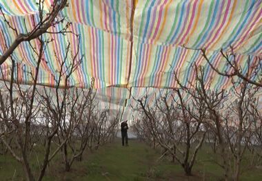 ابتکار باغدار مشگین‌شهری در محافظت از باغ مقابل سرمای نابهنگام بهاری