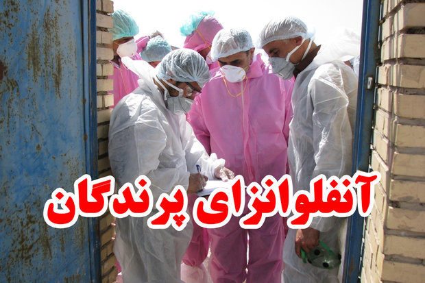 200 قطعه پرنده آلوده به آنفلوانزا در دریاچه کیو خرم آباد، معدوم شد