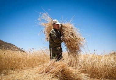 پرداخت 5000 میلیارد ریال مطالبات گندم کاران آغاز شد