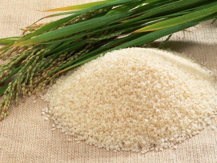 آرامش بازار برنج مازندران در فصل برداشت شالی