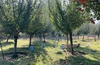 برداشت سیب در کشمیر هند (15)