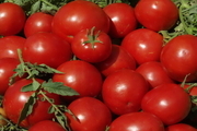 برداشت گوجه فرنگی از مزارع کشاورزی شهرستان قزوین آغاز شد