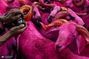 منتخب تصاویر امروز جهان- 27 تیر 1400