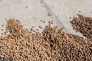 برداشت مکانیزه گردو در استان زنجان