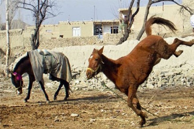 اسب هار در مشگین شهر نوجوانی را کشت