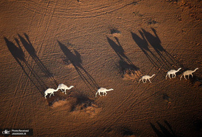 منتخب تصاویر امروز جهان - 17 دی 1401