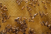 برگزاری جشنواره تخصصی زنبور عسل در لرستان