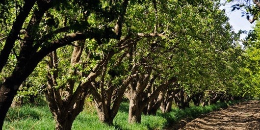 احتمال وقوع سرما‌زدگی بهاره باغات فارس  باغداران محصولات خود را بیمه کنند