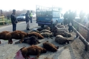 25 گوسفند در تصادف جاده کنه بیست مشهد تلف شد