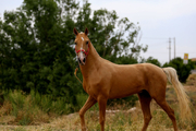 جشنواره زیبایی اسب ترکمن در راز و جرگلان آغاز شد