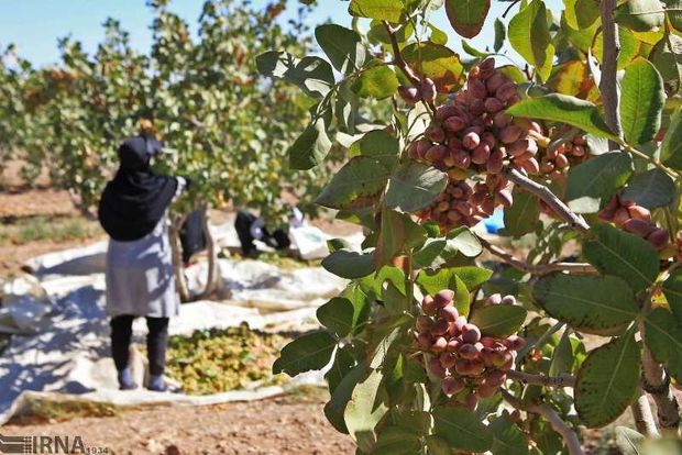 آمادگی اوقاف شیروان برای ۳۰ میلیارد ریال سرمایه‌گذاری کشاورزی