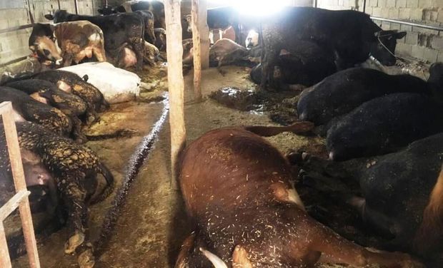 برق گرفتگی ۳۰ راس گاو را در نور تلف کرد