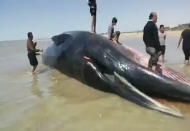 پیدا شدن جسد  نهنگ ۱۸ متری در ساحل روستای لیلتین شهرستان گناوه