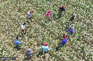 منتخب تصاویر امروز جهان