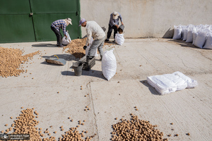 برداشت مکانیزه گردو در استان زنجان